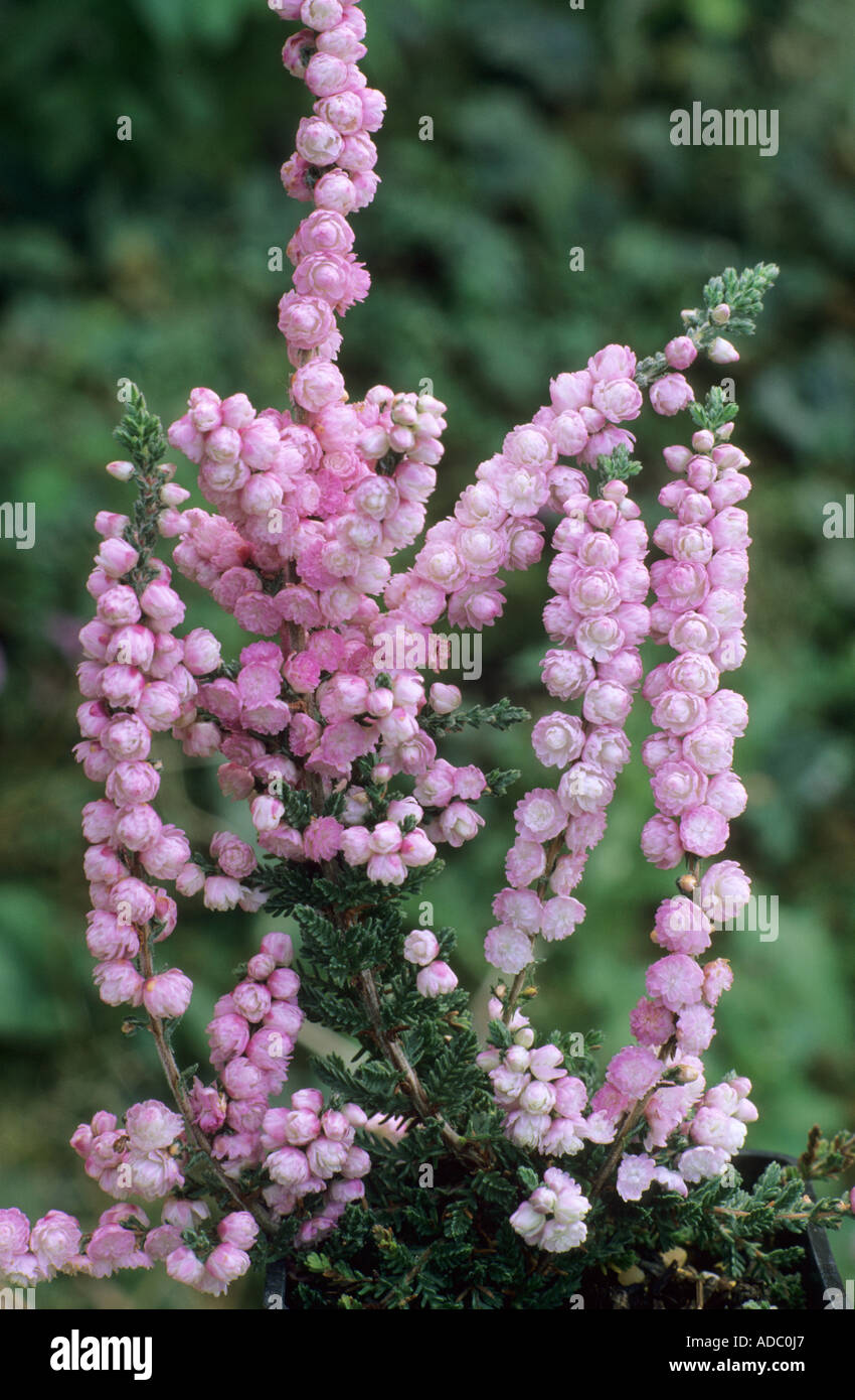 Calluna vulgaris " Elsie Purnell', Erica, pianta di giardino calluna eriche  Foto stock - Alamy