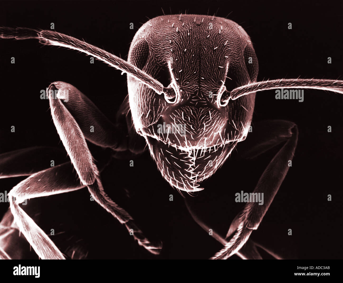 La micrografia di elettroni di Black Ant Foto Stock