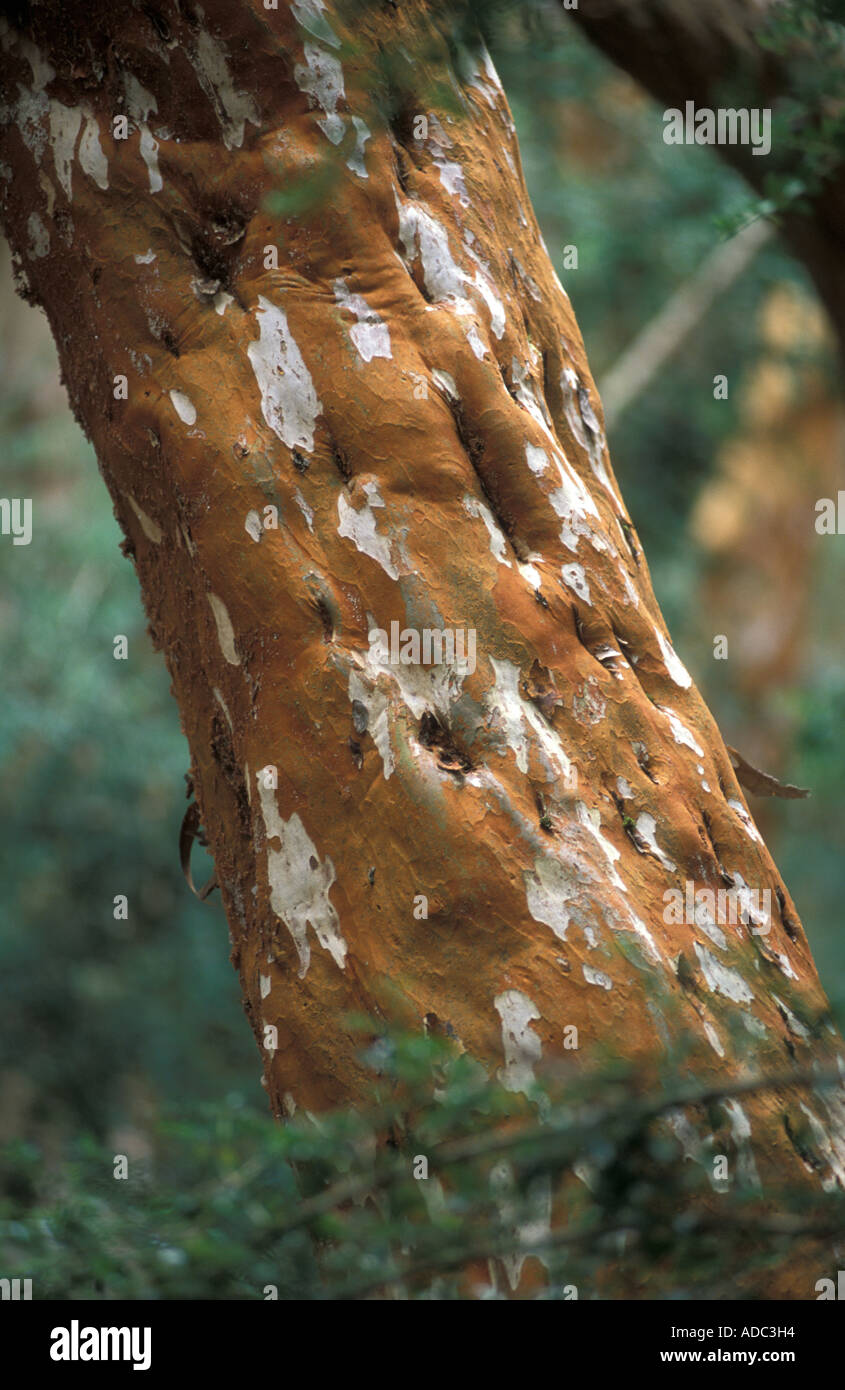 Arrayanes (Luma apiculata), Parque Nacional Los Arrayanes, Neuquen, Patagonia, Argentina Foto Stock