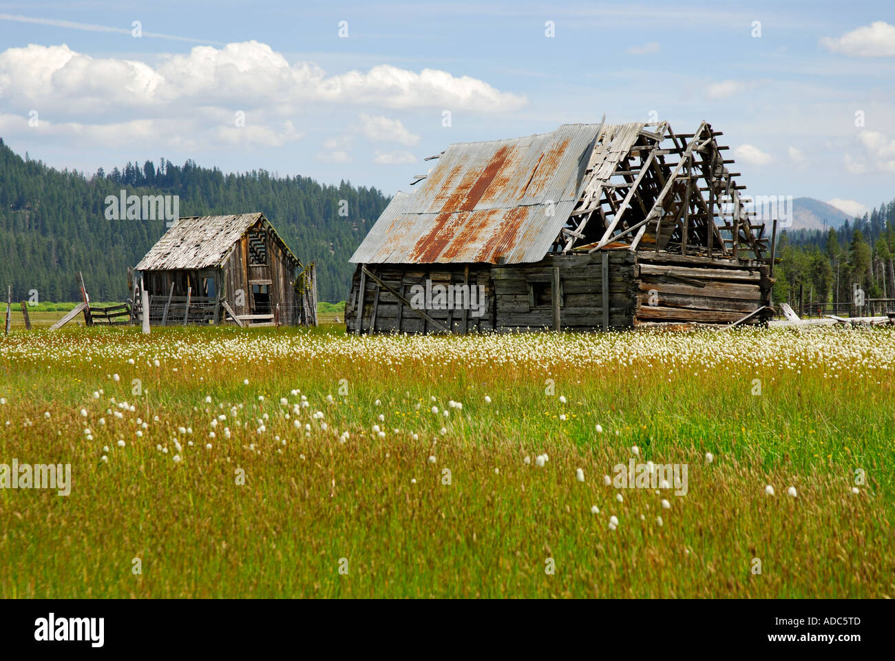 '^1860 cabina e fienile, Humbug Valle' Foto Stock