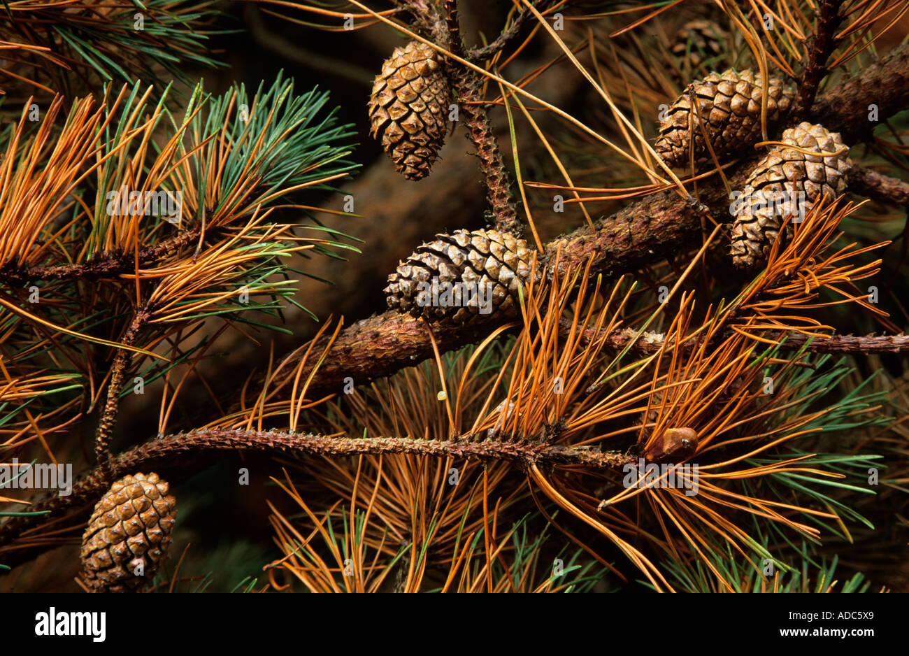 Close up di abete coni e foglie di autunno e colori con gli aghi di pino foest Nuova Inghilterra HAMPSHIRE REGNO UNITO Foto Stock