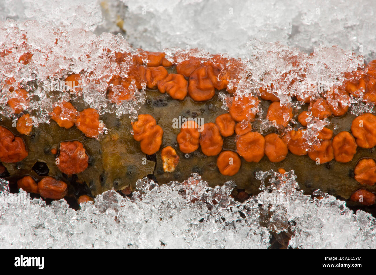 Coral spot (fungo Nectria cinnabarina) sul ramo di Aspen con neve bagnata, maggiore Sudbury, Ontario, Canada Foto Stock