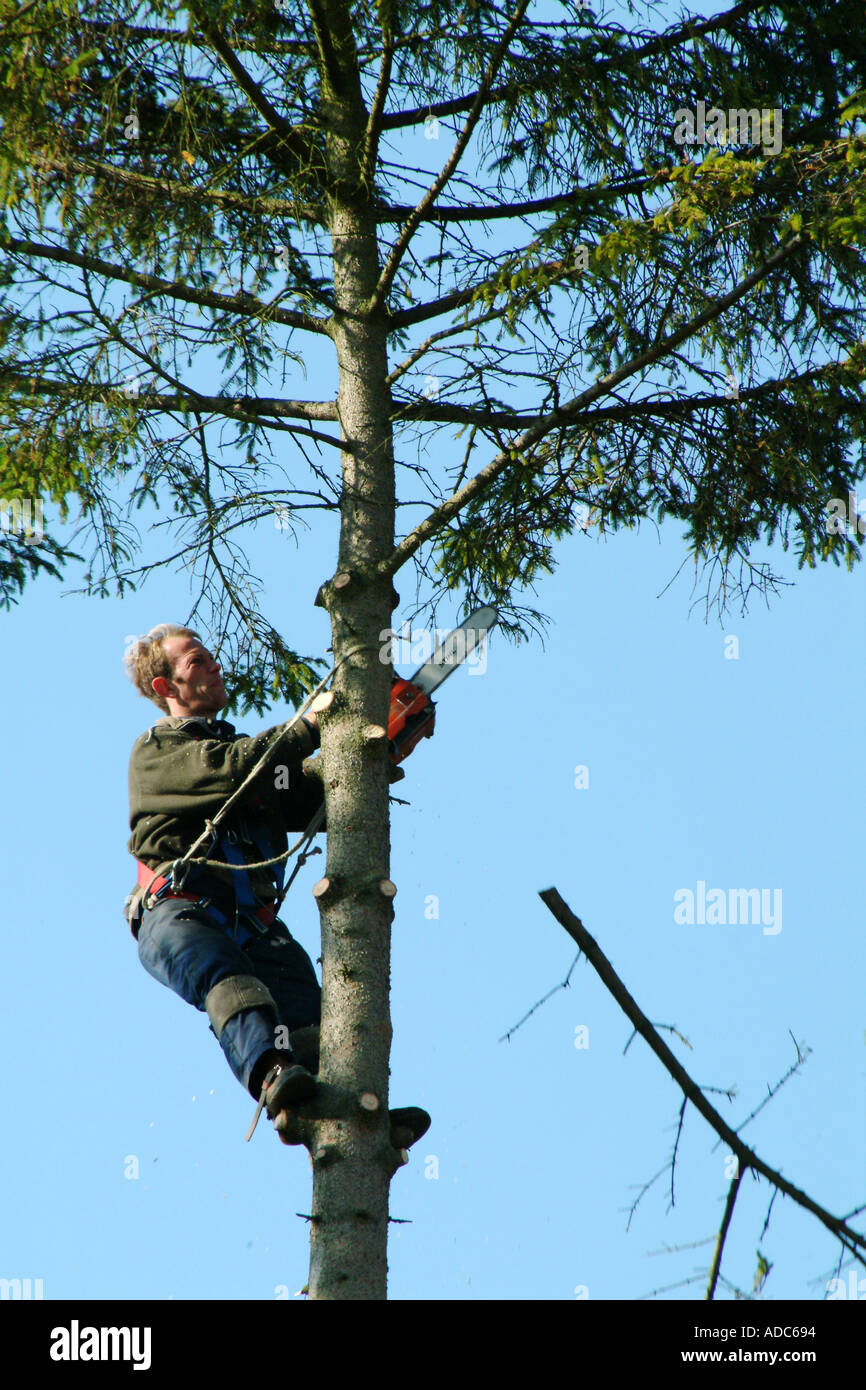 Chirurgo dell'albero Foto Stock