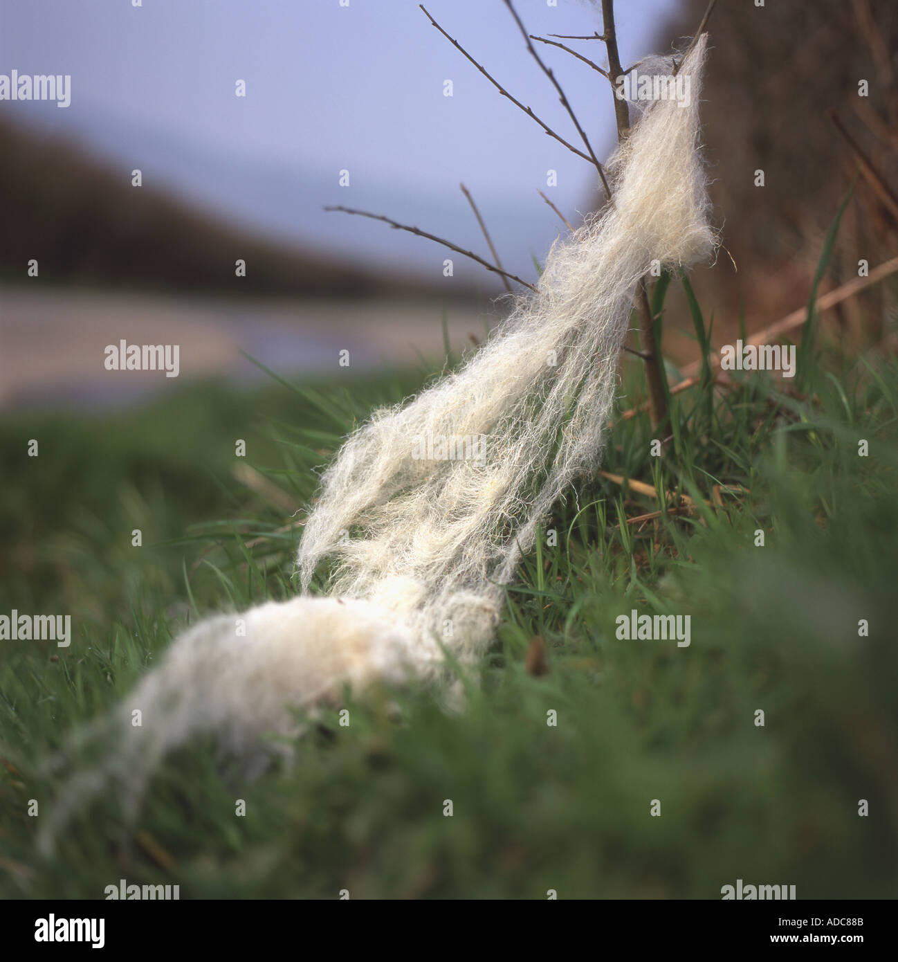 La lana di ovini catturati su una siepe in una corsia di marcia nelle zone rurali del Galles Carmarthenshire UK KATHY DEWITT Foto Stock