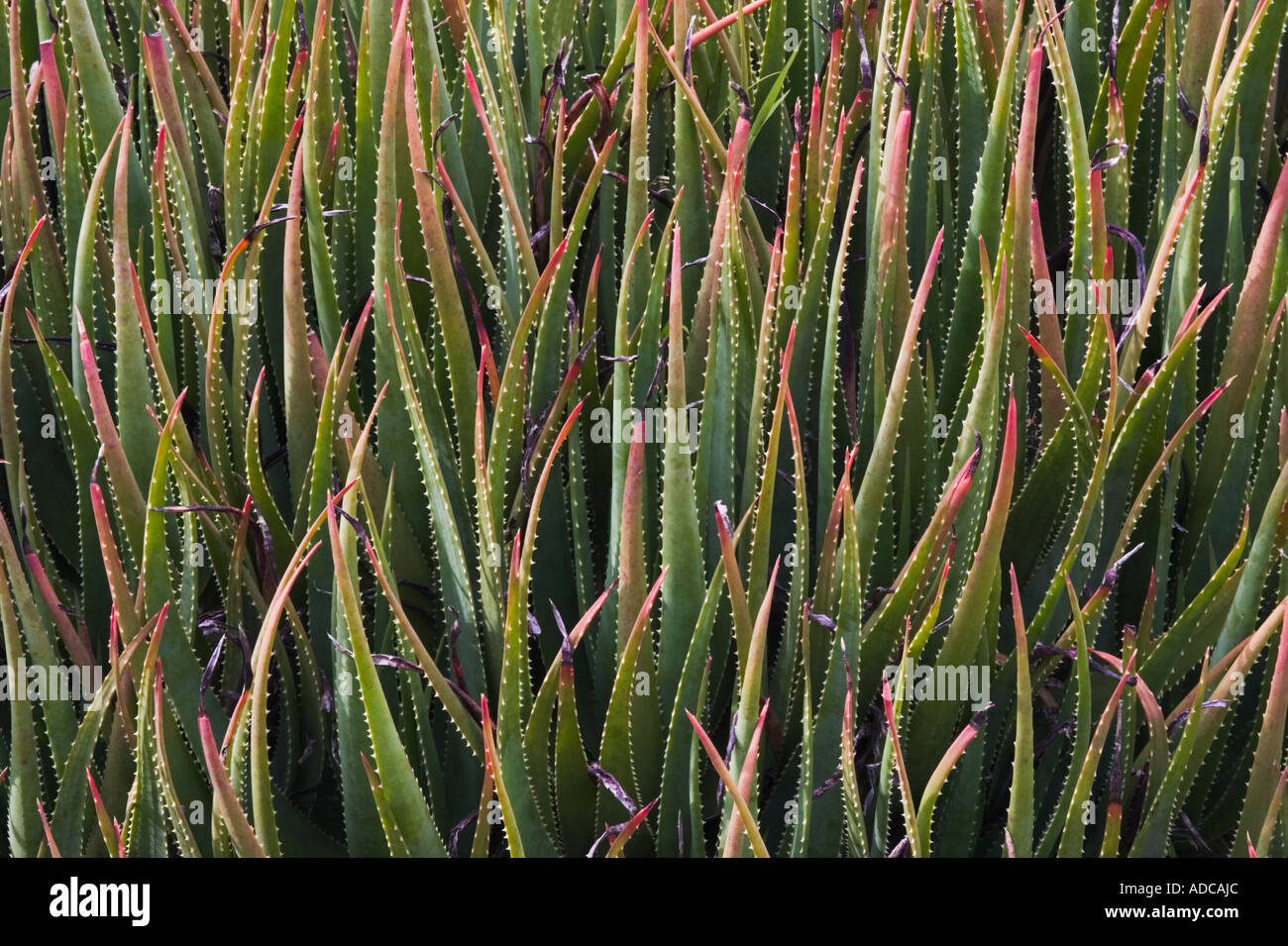 Piante di Aloe al San Francisco Giardini Botanici, Strybing Arboretum, Golden Gate Park di San Francisco, California, Stati Uniti d'America Foto Stock