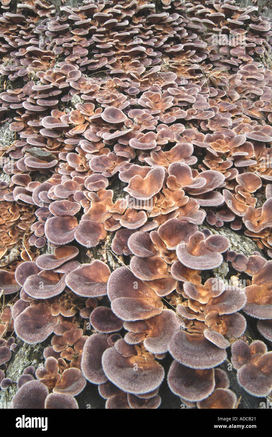 Funghi funghi che crescono su albero morto il moncone Foto Stock