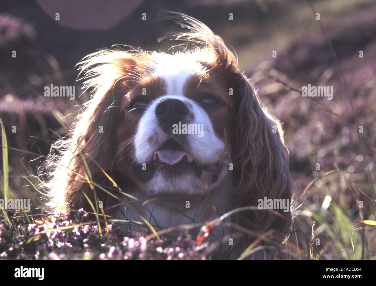 CAVALIER King Charles Spaniel 2 Foto Stock