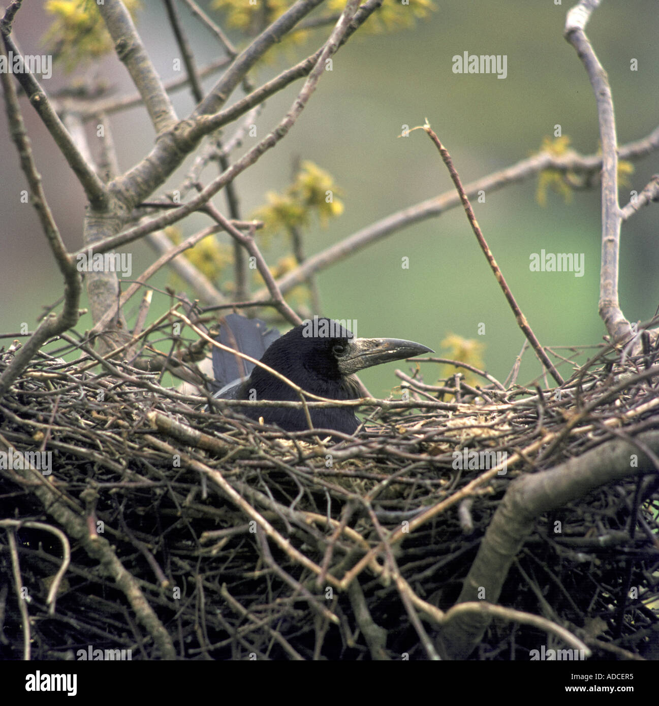 Rook Corvus frugilegus a nido Foto Stock