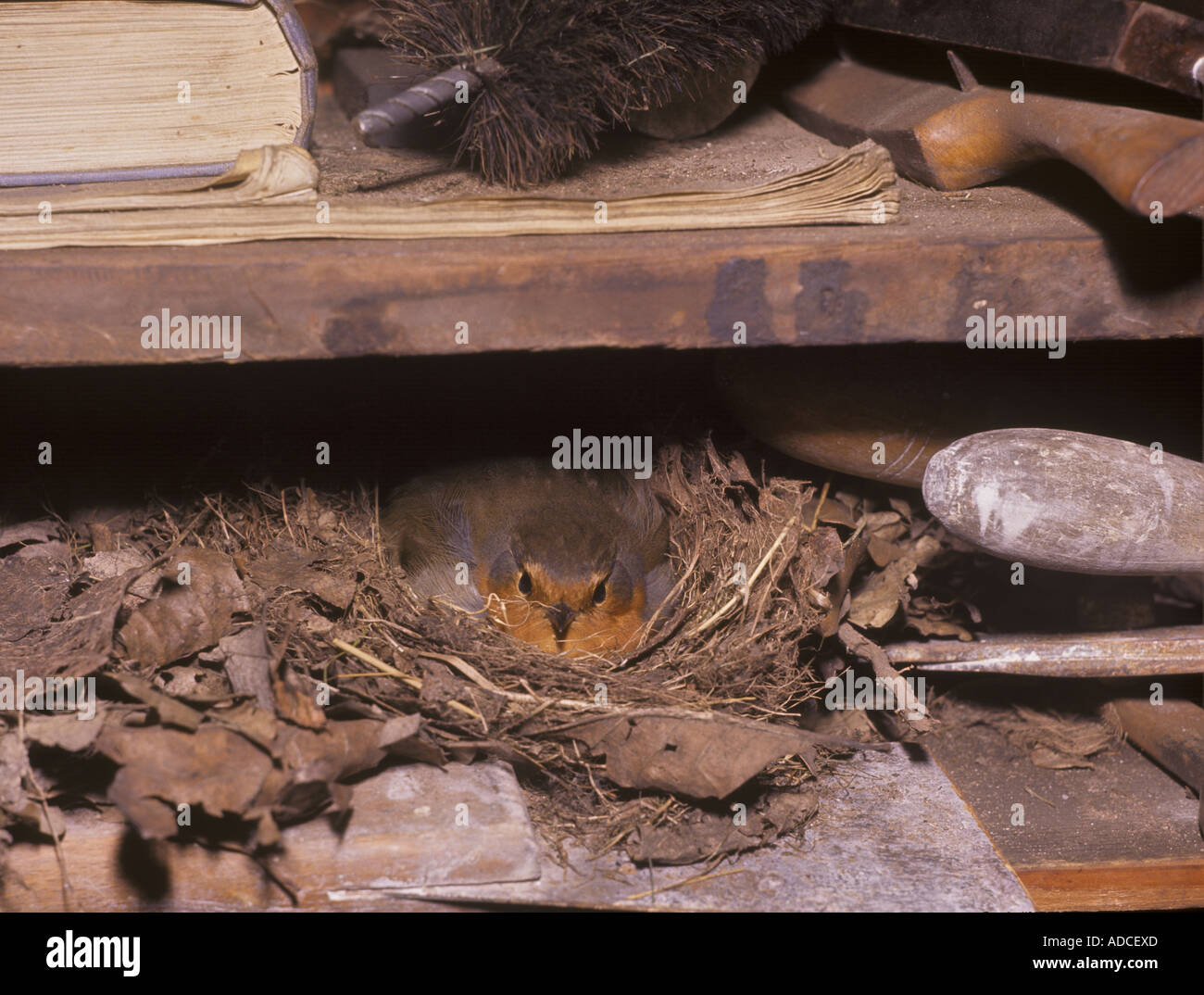 Unione Robin Erithacus rubecula incubando le uova nel nido su tettoia dell'attrezzo ripiano S Foto Stock