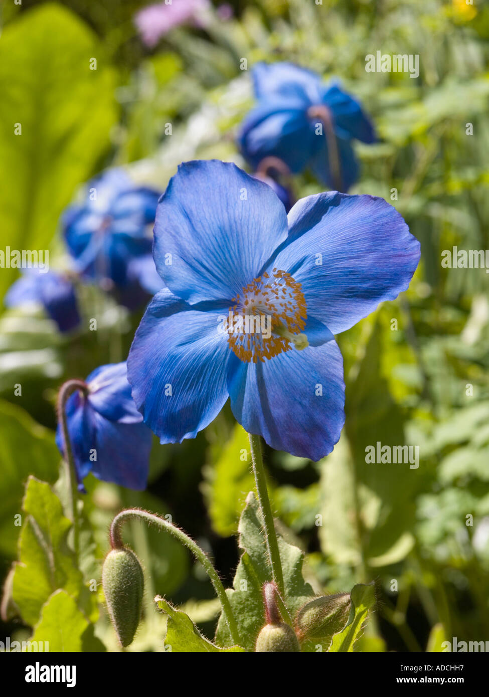 'L'Himalayan Poppy' Meconopsis grandis forma blu retroilluminato con fiore in stretta fino in un giardino a inizio estate Foto Stock