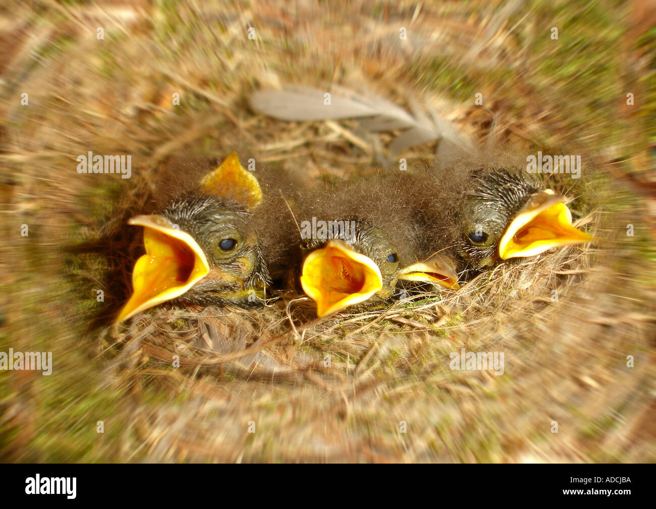 Gli uccelli giovani in un nido Jungvögel nido im Foto Stock
