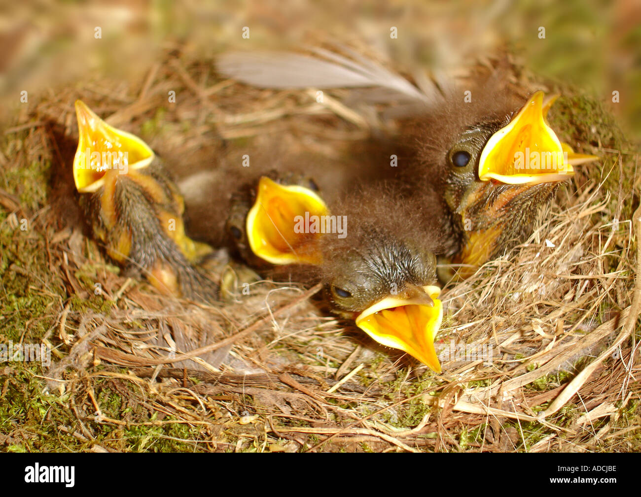 Gli uccelli giovani in un nido Jungvögel nido im Foto Stock