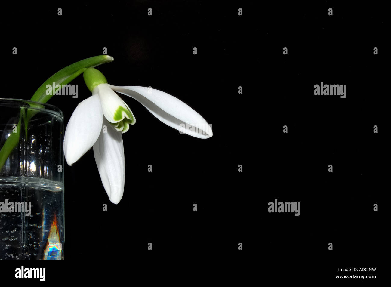 Amaryllidaceae Galanthus nivalis L snowdrop fiore Foto Stock