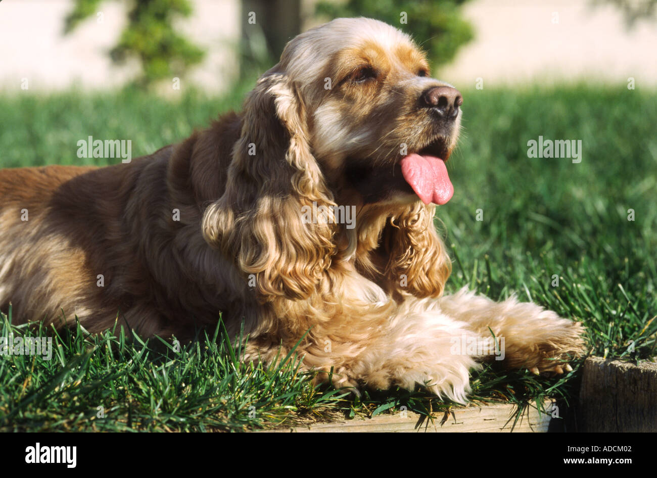 Cocker Spaniel cane in appoggio al di fuori del modello rilasciato image Foto Stock