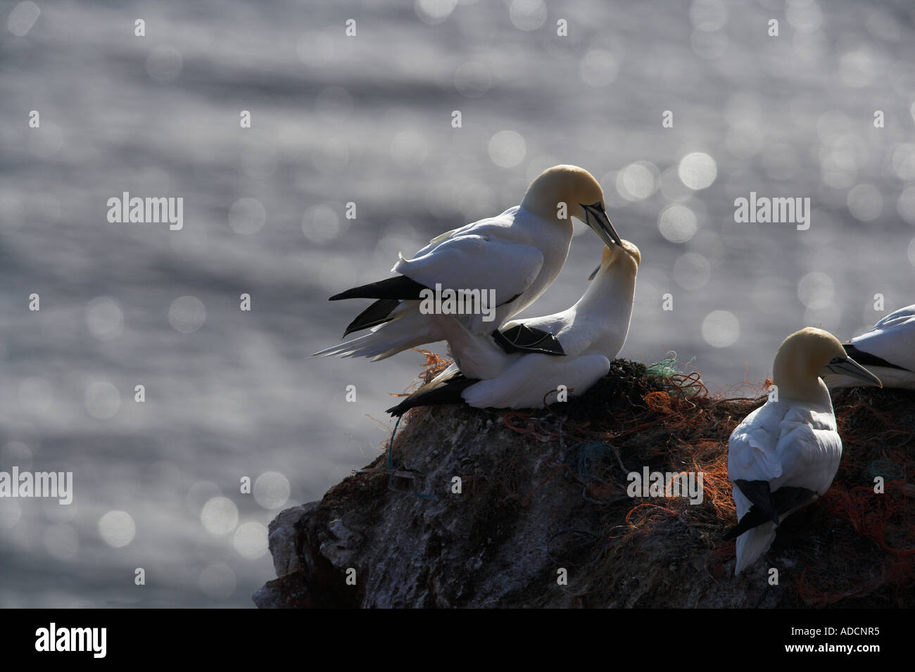 Basstölpel am Felsen Foto Stock