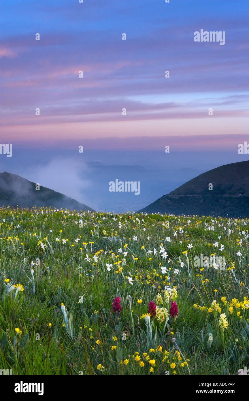 Fiori selvatici che crescono all'Forca Canapine Parco Nazionale dei Monti Sibillini Umbria Italia NR Foto Stock