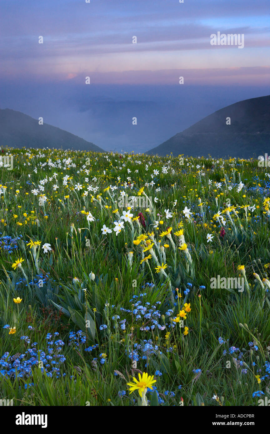 Fiori selvatici che crescono all'Forca Canapine Parco Nazionale dei Monti Sibillini Umbria Italia NR Foto Stock