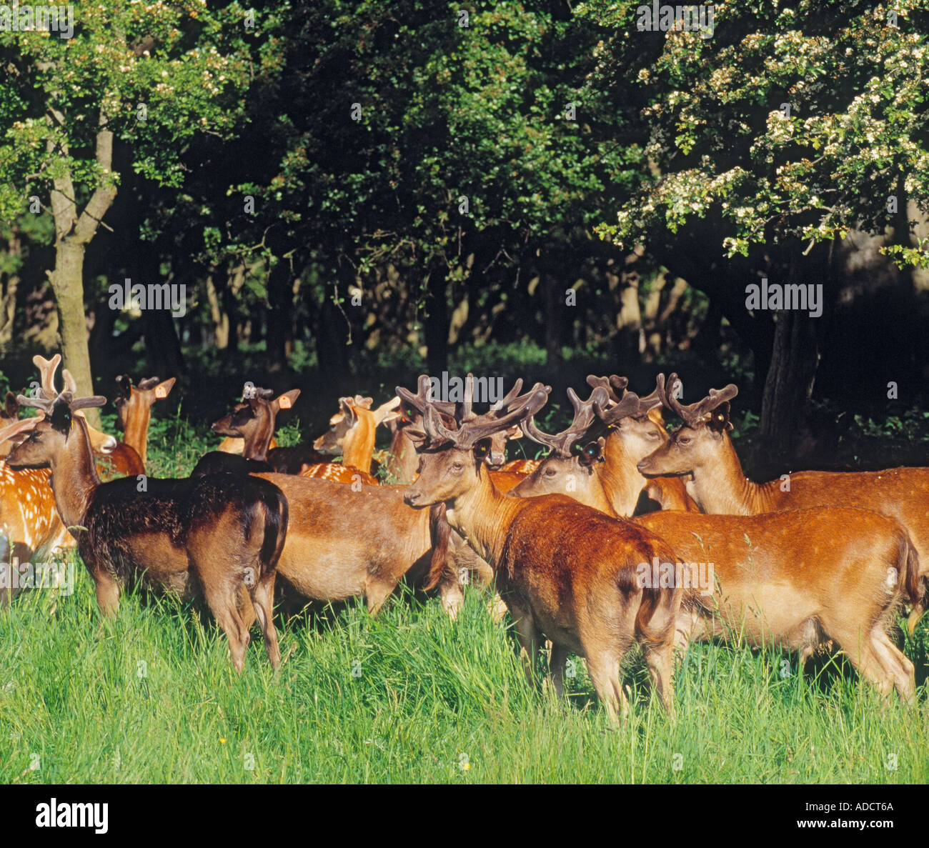 Dublino Repubblica di Irlanda cervi nel Phoenix Park Foto Stock