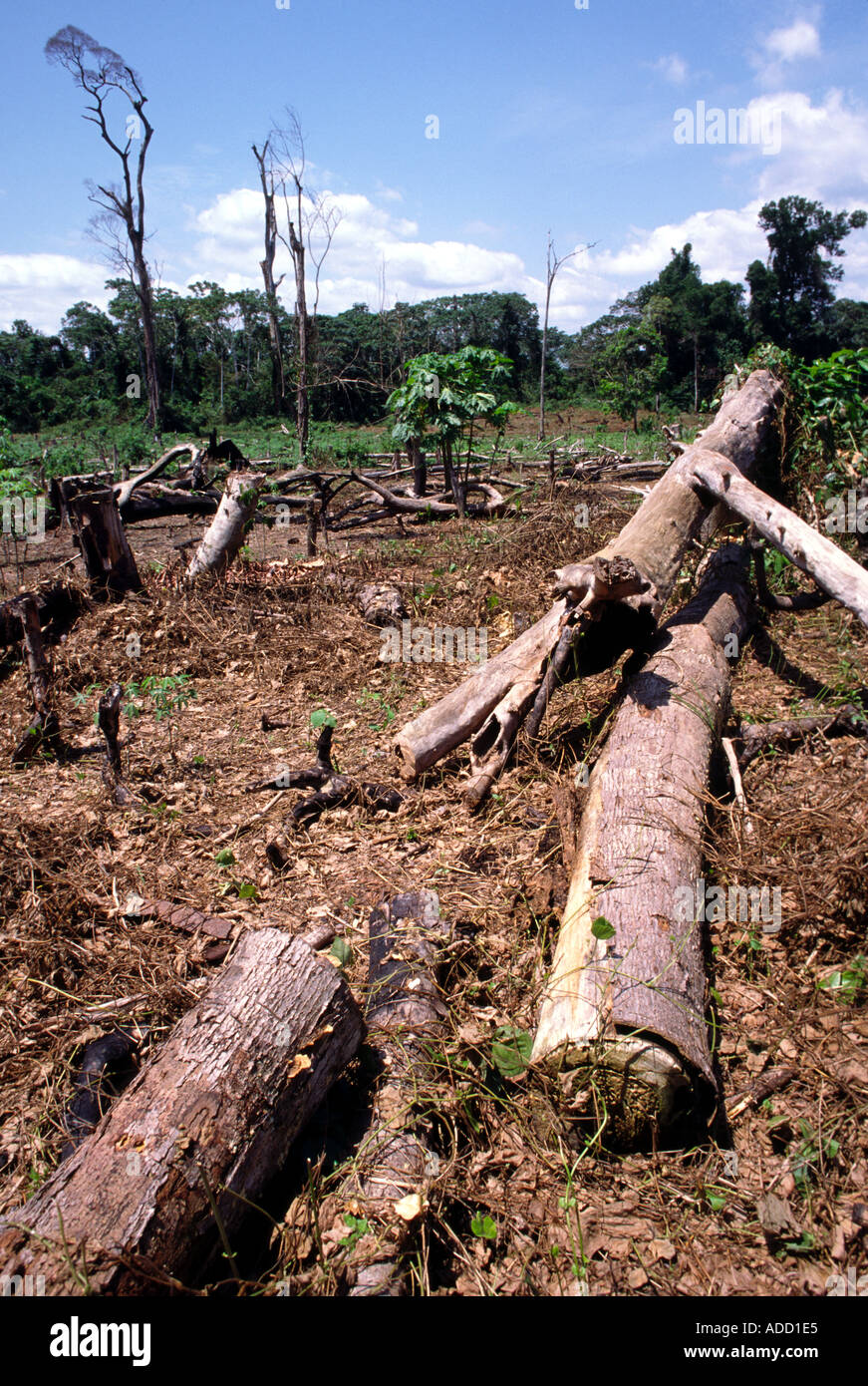 La deforestazione, la Costa d Avorio Foto Stock