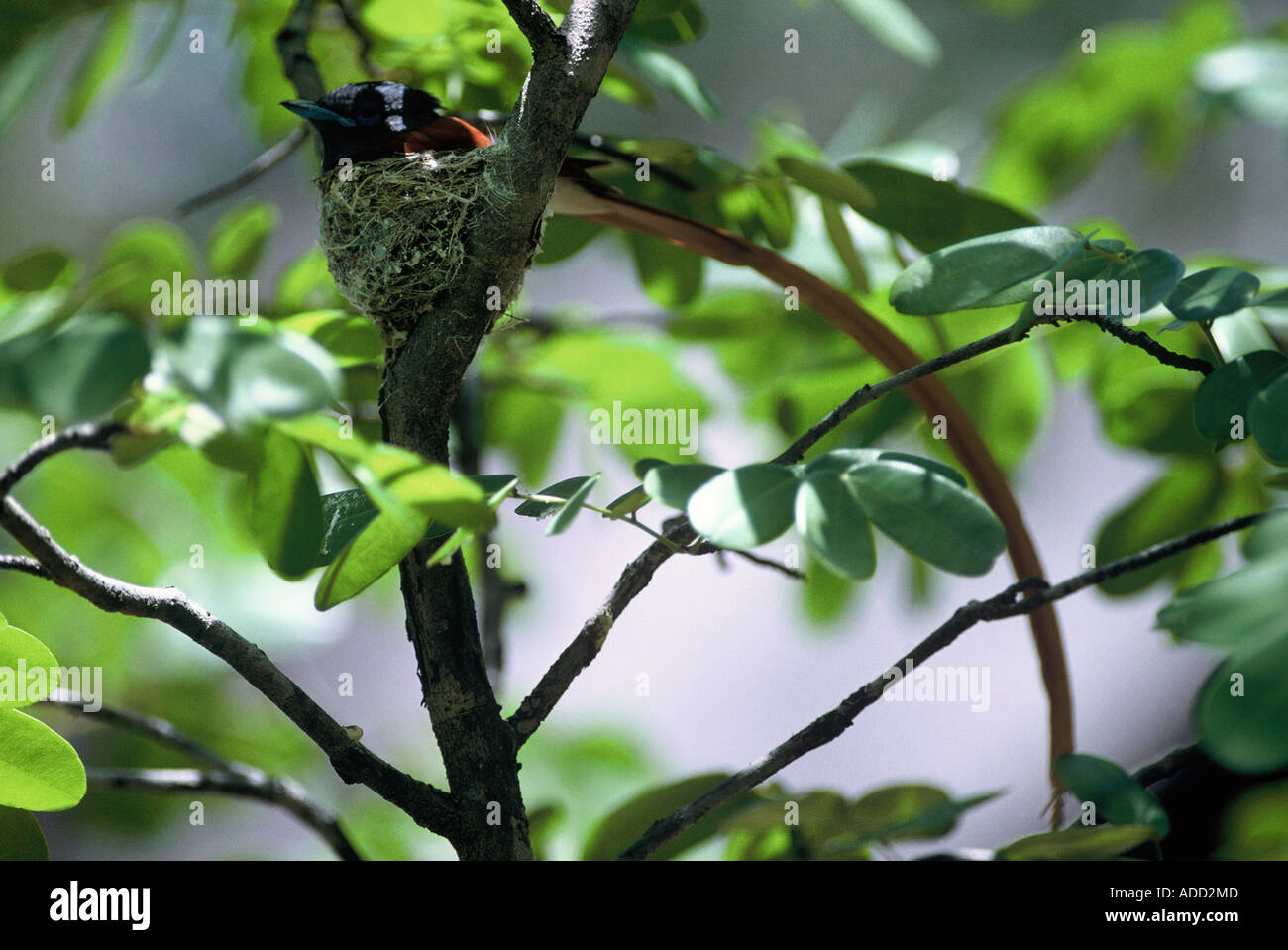 Nidificazione di Paradise Flycatcher, Terpsiphone viridis Foto Stock