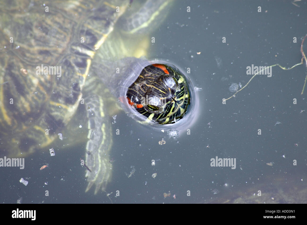 Rosso-eared slider Trachemys scripta elegans o il sinonimo Chrysemys scripta elegans Foto Stock