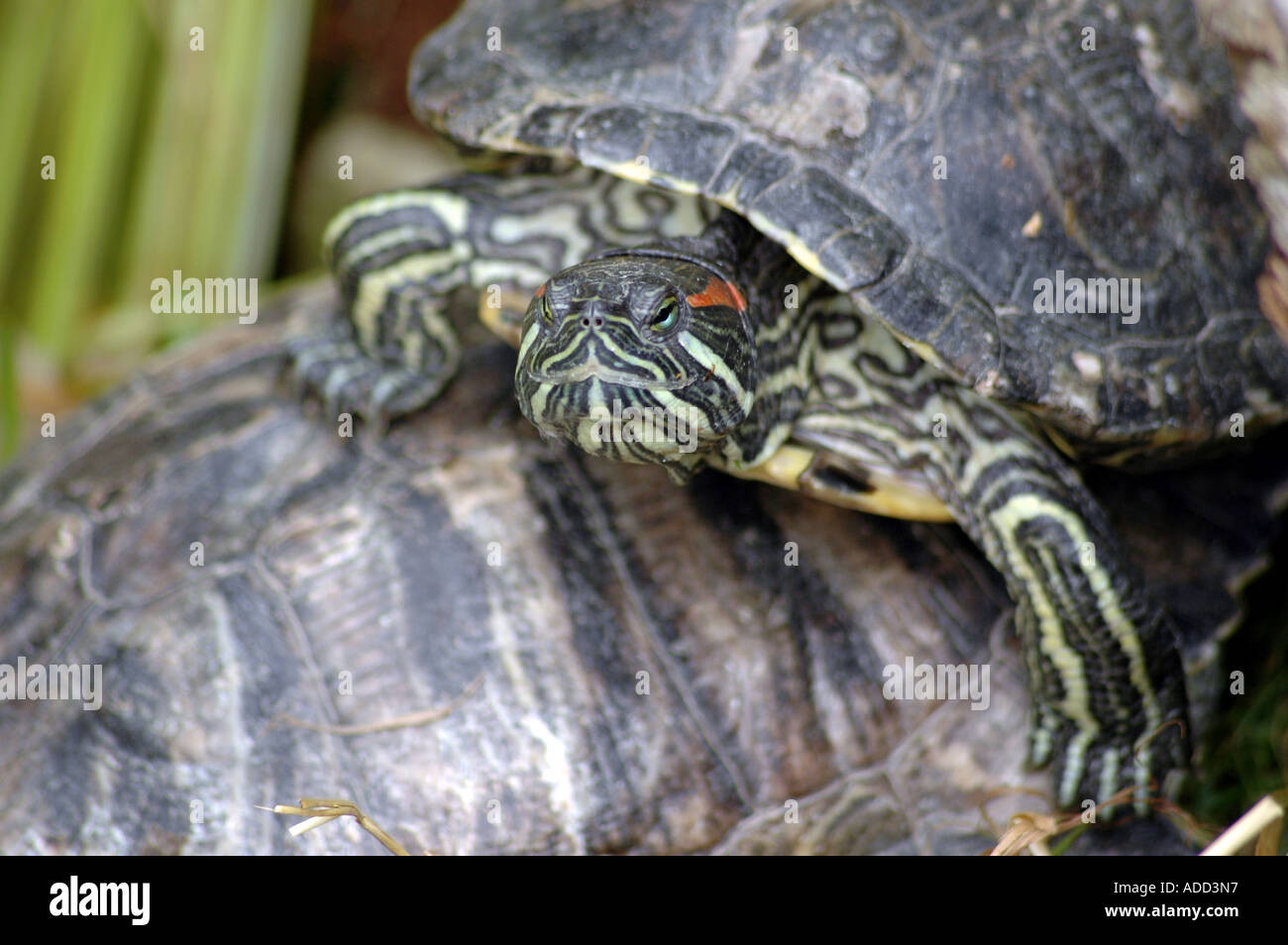 Rosso-eared slider Trachemys scripta elegans o il sinonimo Chrysemys scripta elegans Foto Stock