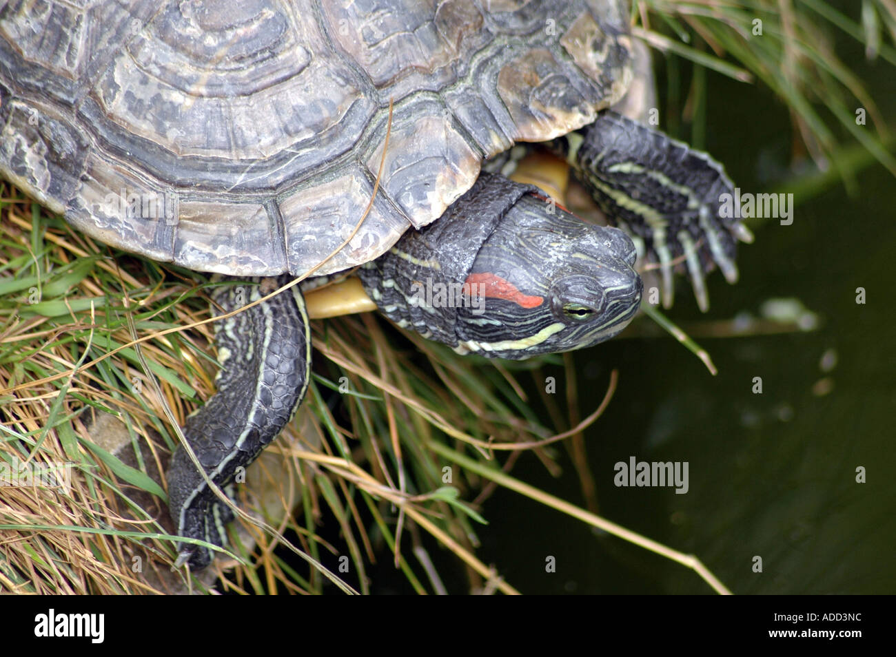 Rosso-eared slider Trachemys scripta elegans o il sinonimo Chrysemys scripta elegans Foto Stock