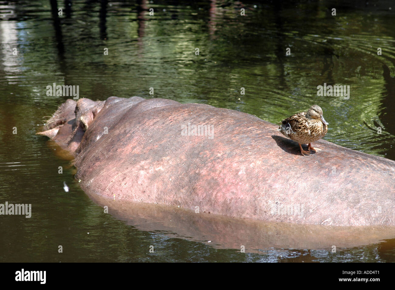 Anatra seduta su di Hippopotamus amphibius indietro Foto Stock