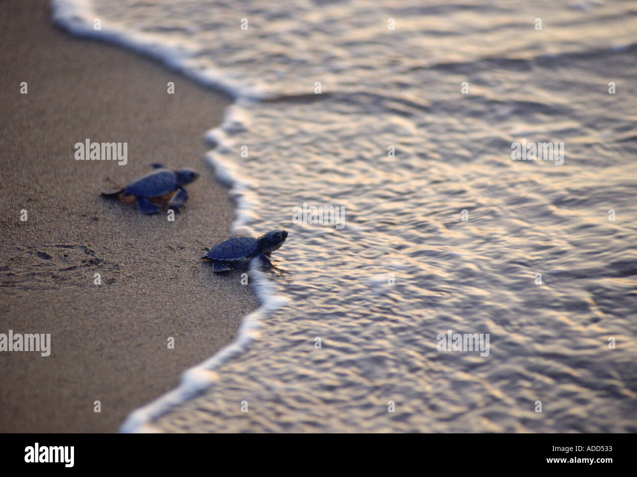Coppia di tartarughe su una spiaggia in Cipro Foto Stock