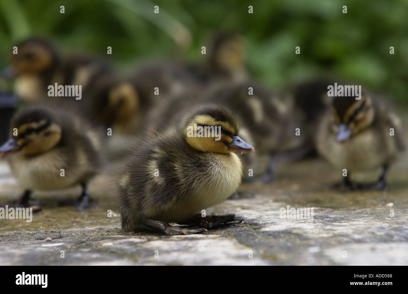 Mallard anatroccoli pochi giorni Swinbrook Oxfordshire Inghilterra Foto Stock