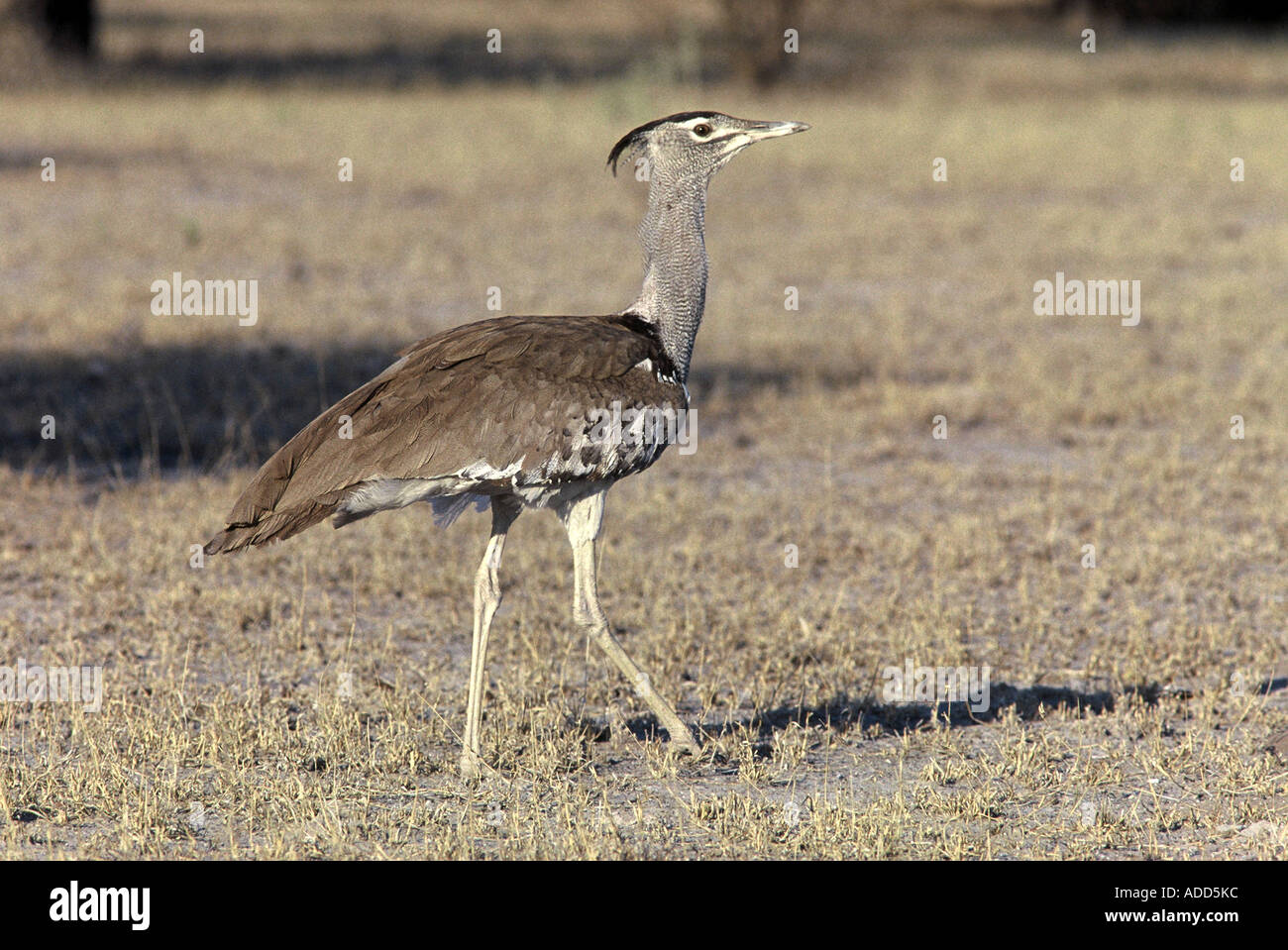 Kori Bustard, Ardeotis kori Savuti Foto Stock