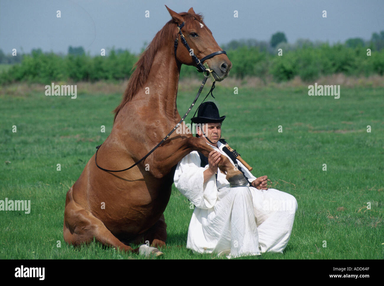 Csikos ungherese Cowboy con cavallo zoccolo di appoggio sulla gamba a Bugac sulla Grande Pianura di Ungheria Foto Stock