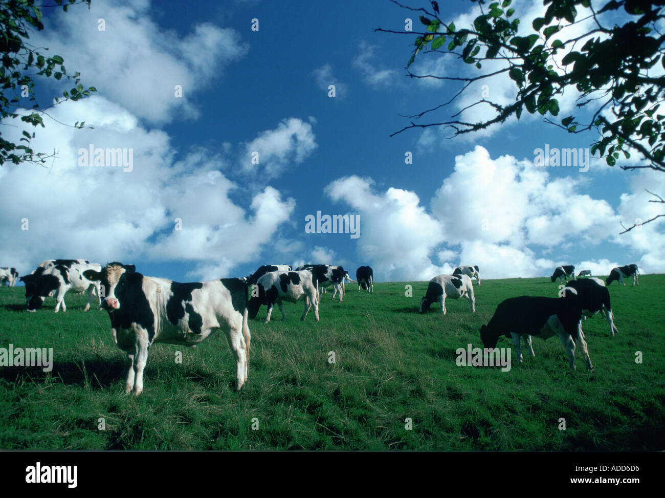 Mandria di mucche frisone il pascolo in un pascolo nel paese Helford Cornwall Inghilterra Regno Unito Foto Stock