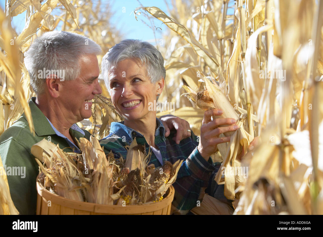 Senior coppia caucasica sorriso durante la raccolta di mais dorato nel campo di grano durante l'autunno Foto Stock