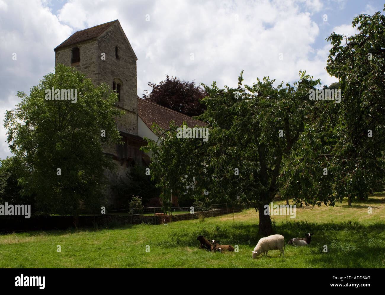 Pecore al pascolo vicino a heritage chiesa medioevale in Erlach, Berna, Svizzera Foto Stock