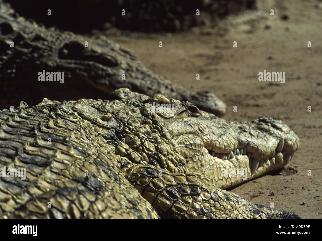 Melanico coccodrillo del Nilo Crocodylus niloticus Foto Stock