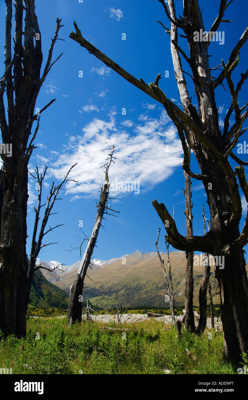 Nuova Zelanda Isola del Sud pietrificati alberi e paesaggio di montagna in Mt Aspiring National Park Foto Stock