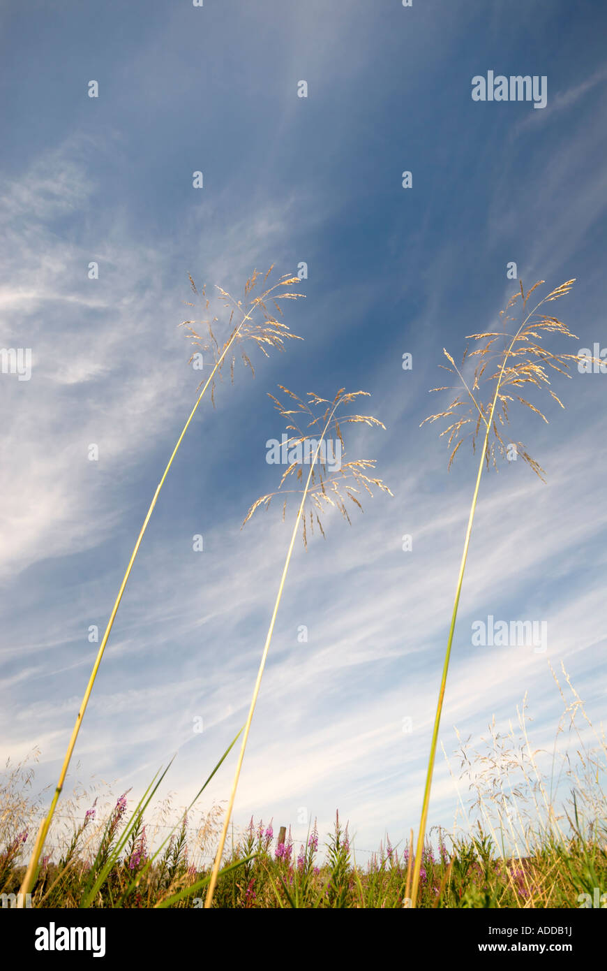 Tre alti gambi di erba a sparare in un "cielo blu" con il cloud Foto Stock