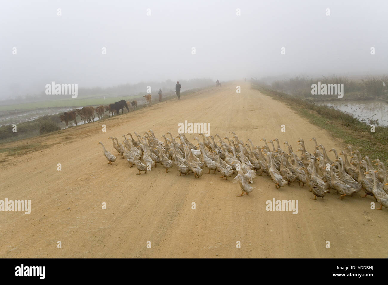 Agricoltore imbrancandosi anatre Kengtung Myanmar Foto Stock