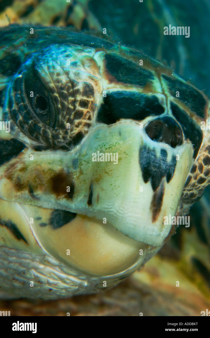 Una tartaruga embricata colpo alla testa in Little Cayman Foto Stock