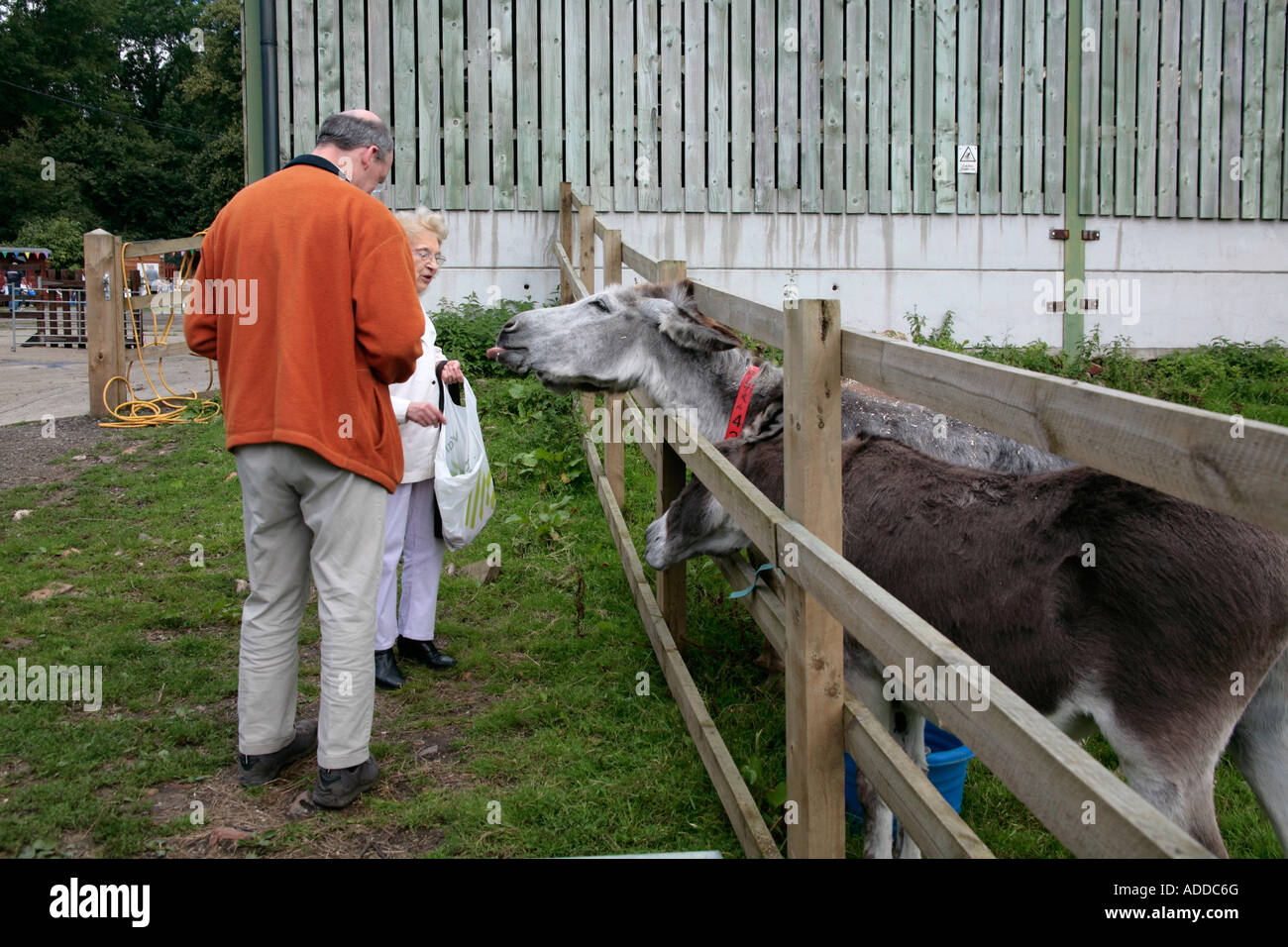 Uomo e donna che nutrono un paio di Asini (Equus africanus asinus) nel santuario degli animali in Sussex, Regno Unito Foto Stock