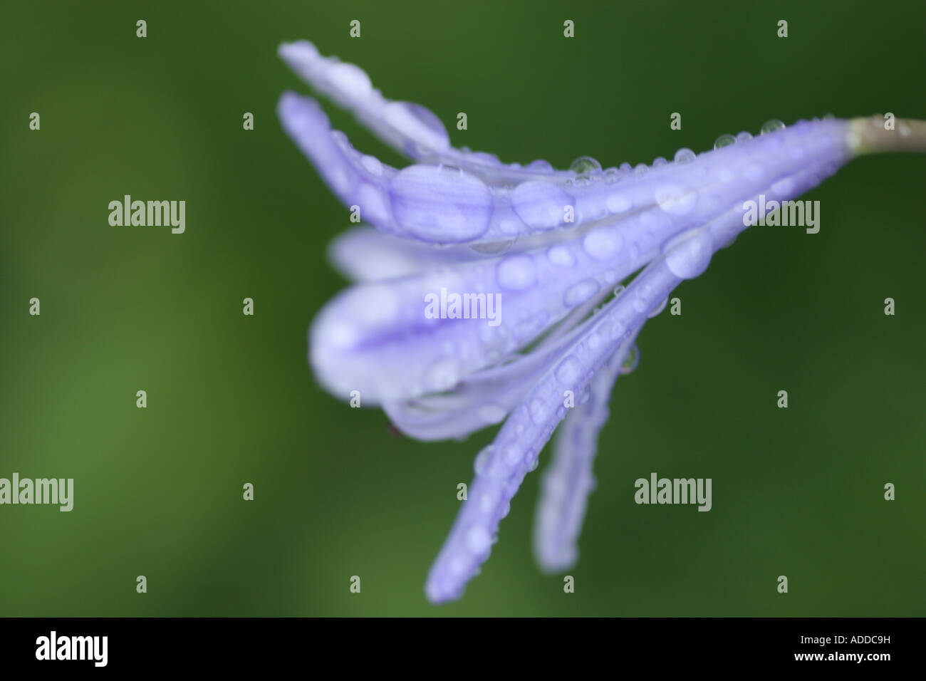 Agapanthus flower e gocce di acqua Foto Stock