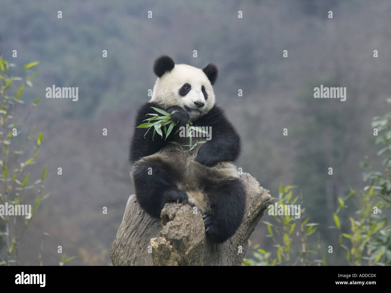 Panda gigante di mangiare il bambù Wolong Cina Sichuan Foto Stock