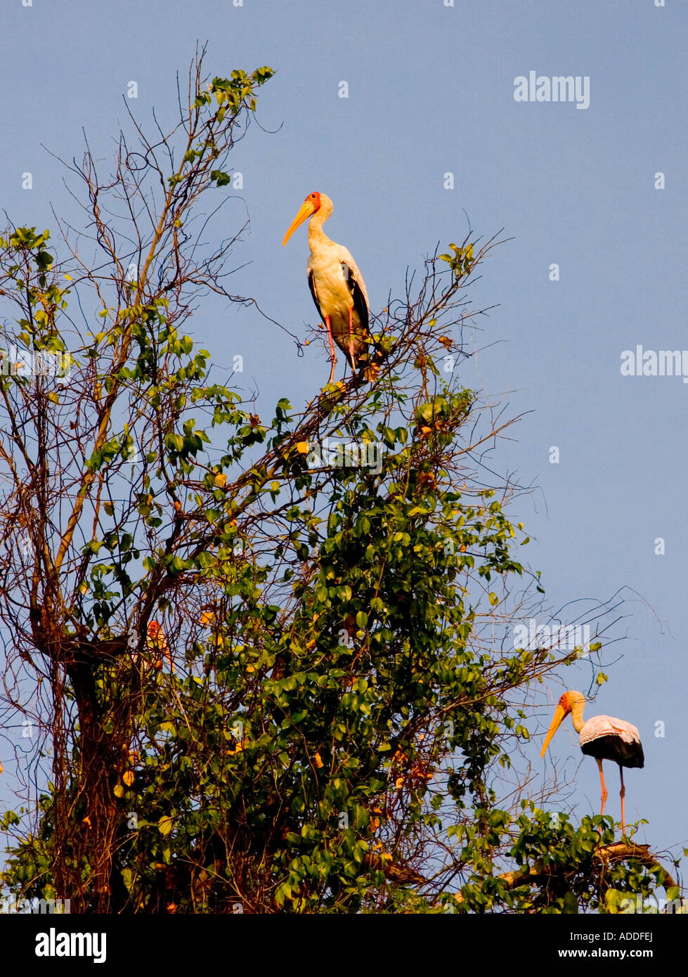 Gli uccelli acquatici, Saadani National Park, Tanzania Foto Stock