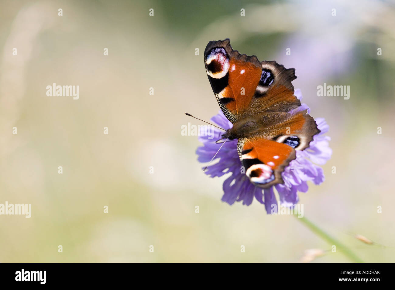 Aglais io. Farfalla pavone su field scabious nella campagna inglese Foto Stock
