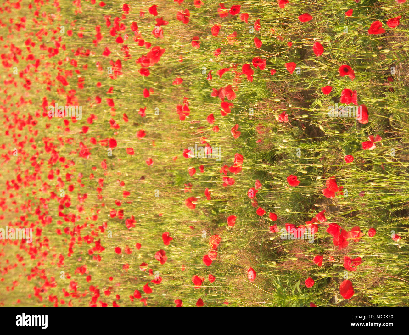 Campo di papaveri in set aside campo Suffolk in Inghilterra Foto Stock