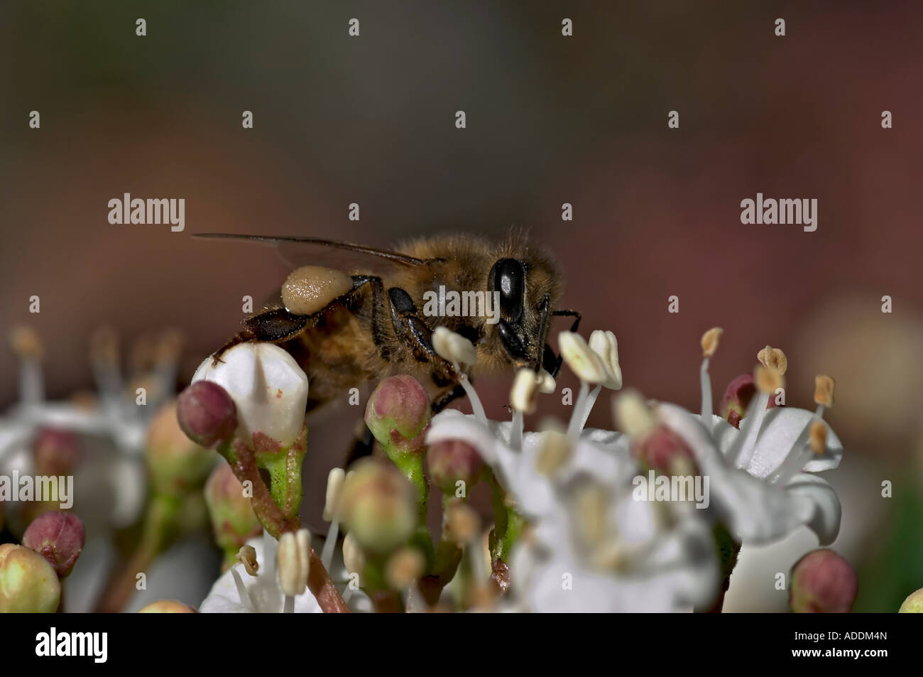 Unione honeybee Apis mellifera nettare di raccolta Foto Stock