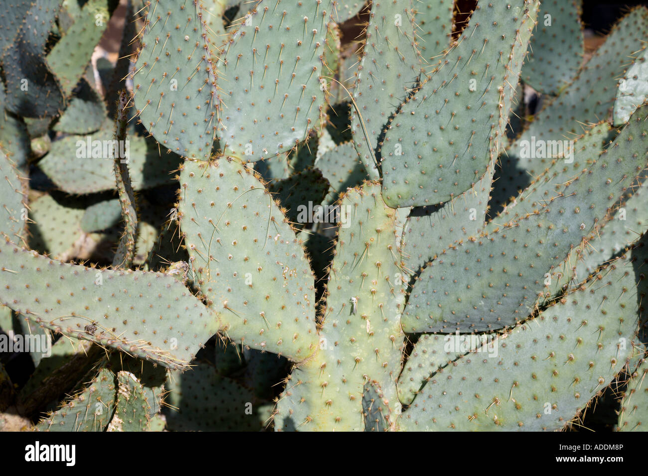 Grande verde cactus con lunghi aghi appuntiti Foto Stock