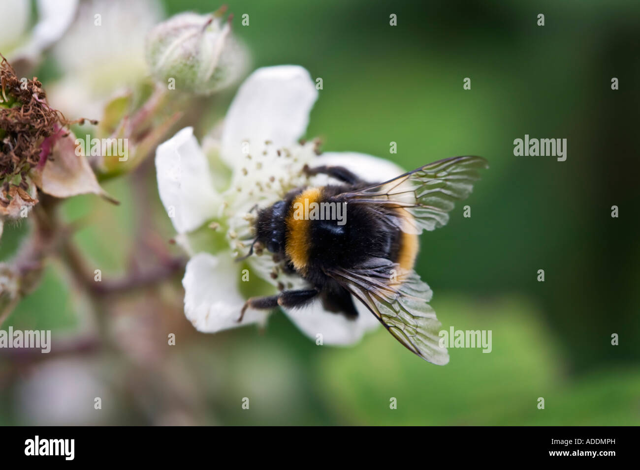 Bumble Bee su blackberry blossom Foto Stock