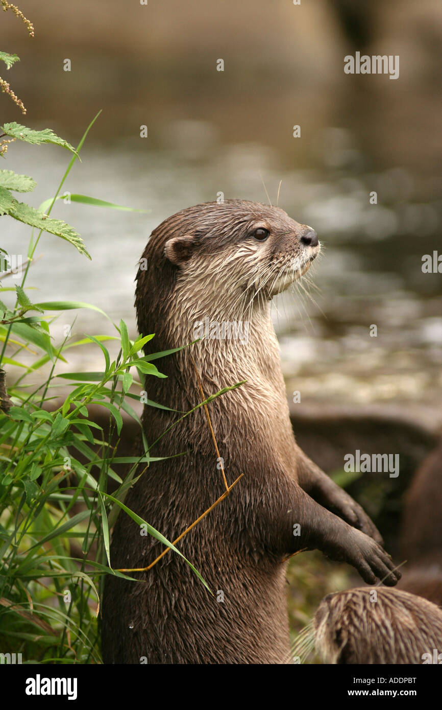 Asian breve artigliato Otter Amblonyx cinereus Foto Stock